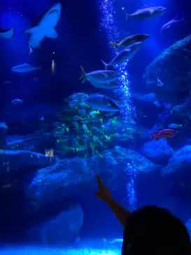 すみだ水族館に投稿された画像（2021/7/19）