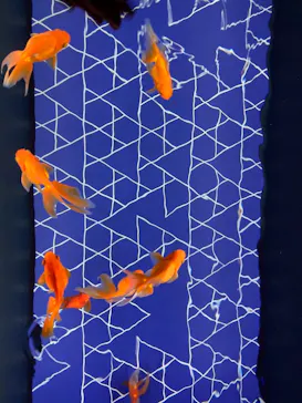 すみだ水族館に投稿された画像（2021/7/19）
