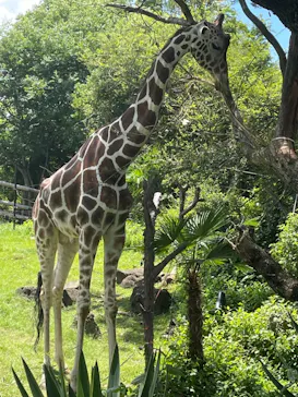 天王寺動物園に投稿された画像（2021/7/19）