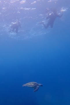 屋久島自然案内に投稿された画像（2021/7/20）