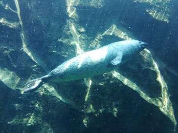 旭川市旭山動物園に投稿された画像（2021/7/20）