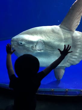 サンシャイン水族館に投稿された画像（2021/7/20）