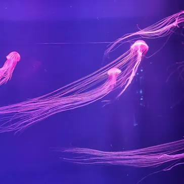 すみだ水族館に投稿された画像（2021/7/20）