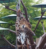 旭川市旭山動物園に投稿された画像（2021/7/20）