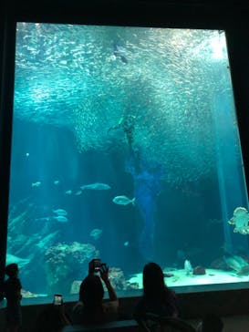 マリンワールド海の中道に投稿された画像（2021/7/20）
