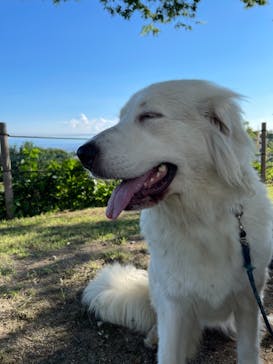 世界の名犬牧場に投稿された画像（2021/7/21）