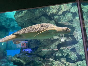 名古屋港水族館に投稿された画像（2021/7/21）