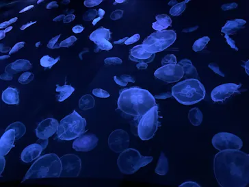 すみだ水族館に投稿された画像（2021/7/21）