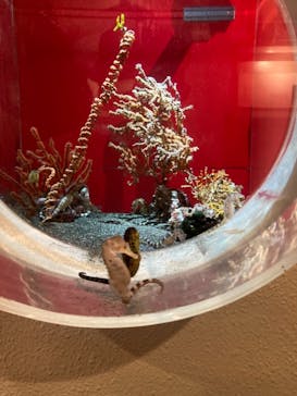 しながわ水族館に投稿された画像（2021/7/21）