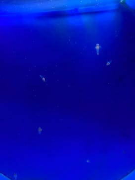 しながわ水族館に投稿された画像（2021/7/21）