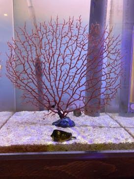 ゼロ距離水族館 伊勢シーパラダイスに投稿された画像（2021/7/21）