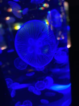 マクセル アクアパーク品川に投稿された画像（2021/7/21）