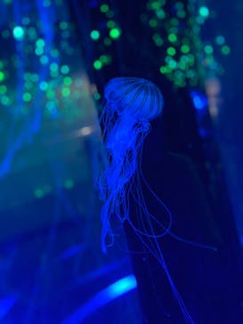 マクセル アクアパーク品川に投稿された画像（2021/7/21）