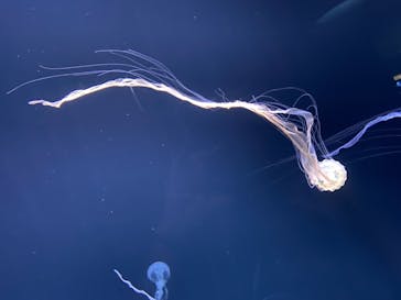 サンシャイン水族館に投稿された画像（2021/7/21）