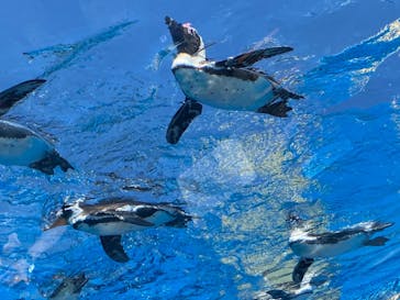 サンシャイン水族館に投稿された画像（2021/7/21）