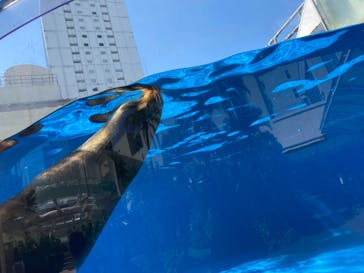 サンシャイン水族館に投稿された画像（2021/7/21）