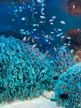 サンシャイン水族館に投稿された画像（2021/7/21）