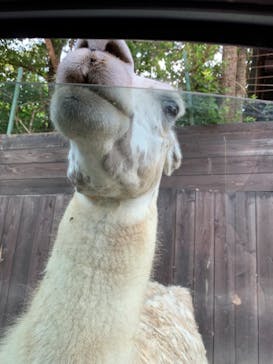 那須サファリパークに投稿された画像（2021/7/21）