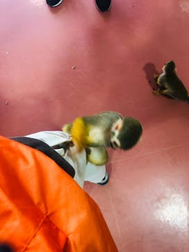 那須ワールドモンキーパークに投稿された画像（2021/7/21）