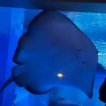 横浜・八景島シーパラダイスに投稿された画像（2021/7/21）