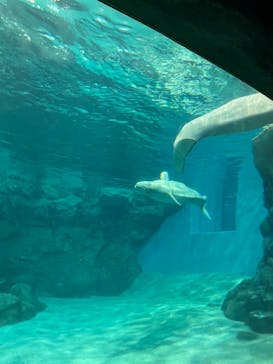 名古屋港水族館に投稿された画像（2021/7/22）