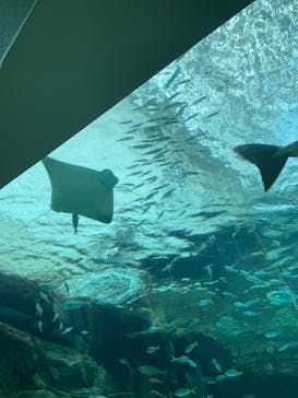 名古屋港水族館に投稿された画像（2021/7/22）