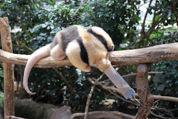 神戸どうぶつ王国に投稿された画像（2021/7/22）