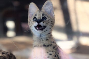 神戸どうぶつ王国に投稿された画像（2021/7/22）