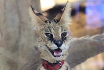 神戸どうぶつ王国に投稿された画像（2021/7/22）