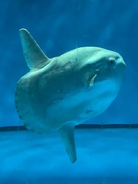 アクアワールド茨城県大洗水族館に投稿された画像（2021/7/22）