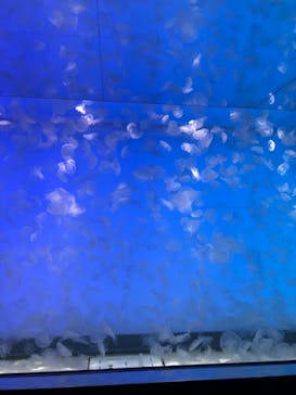 アクアワールド茨城県大洗水族館に投稿された画像（2021/7/22）