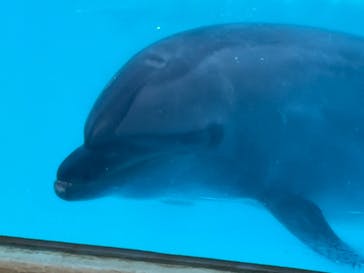 新江ノ島水族館に投稿された画像（2021/7/22）