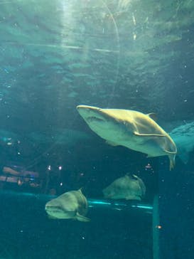 アクアワールド茨城県大洗水族館に投稿された画像（2021/7/22）