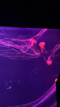 すみだ水族館に投稿された画像（2021/7/22）