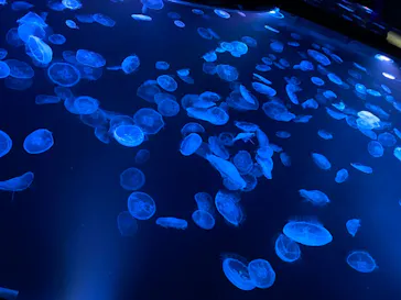 すみだ水族館に投稿された画像（2021/7/22）