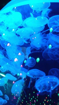 マクセル アクアパーク品川に投稿された画像（2021/7/22）