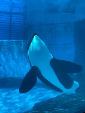 名古屋港水族館に投稿された画像（2021/7/22）