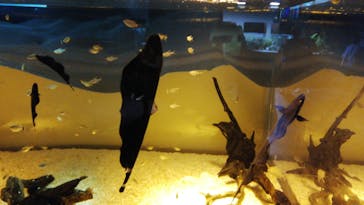 カワスイ 川崎⽔族館に投稿された画像（2021/7/22）