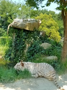 群馬サファリパークに投稿された画像（2021/7/22）