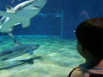 アクアワールド茨城県大洗水族館に投稿された画像（2021/7/22）