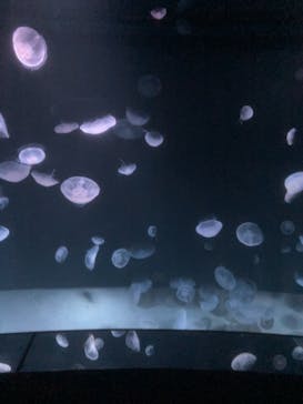 サンシャイン水族館に投稿された画像（2021/7/22）