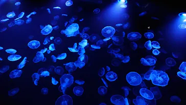 すみだ水族館に投稿された画像（2021/7/22）