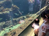 アクアワールド茨城県大洗水族館に投稿された画像（2021/7/22）