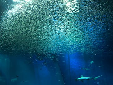アクアワールド茨城県大洗水族館に投稿された画像（2021/7/22）
