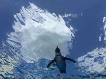 サンシャイン水族館に投稿された画像（2021/7/22）