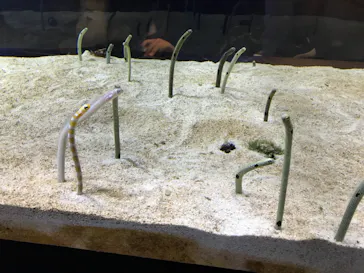すみだ水族館に投稿された画像（2021/7/22）