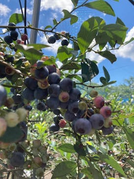 いのさんの観光農園に投稿された画像（2021/7/22）