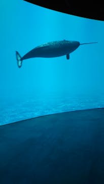 カワスイ 川崎⽔族館に投稿された画像（2021/7/22）