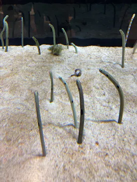 すみだ水族館に投稿された画像（2021/7/22）