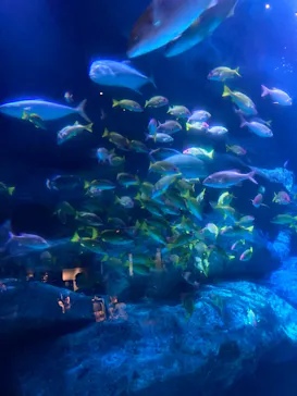 すみだ水族館に投稿された画像（2021/7/22）